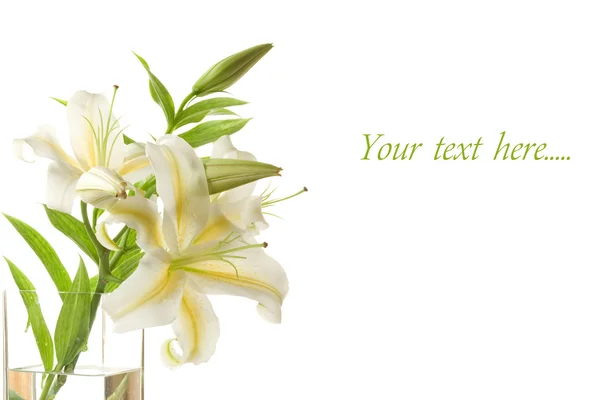 White lilies — Stock Photo, Image