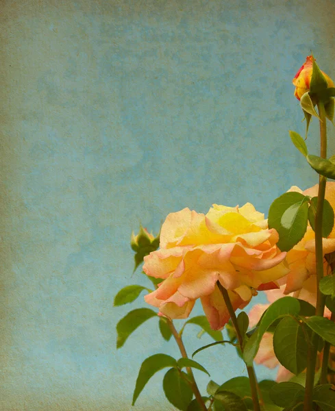 Vieille texture de papier avec roses — Photo