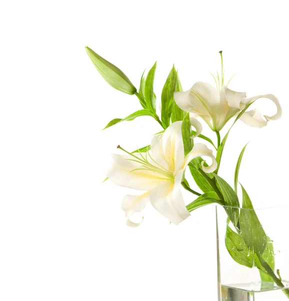 Vita liljor — Stockfoto