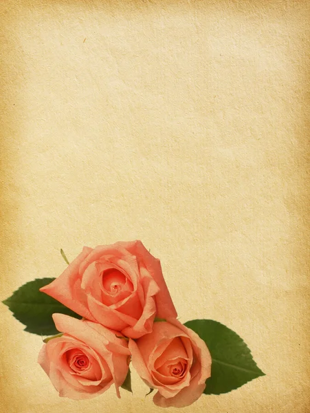 纸张的质地纹理与树玫瑰 — ストック写真