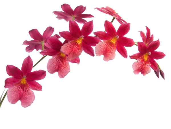 Orchids — Stock Photo, Image