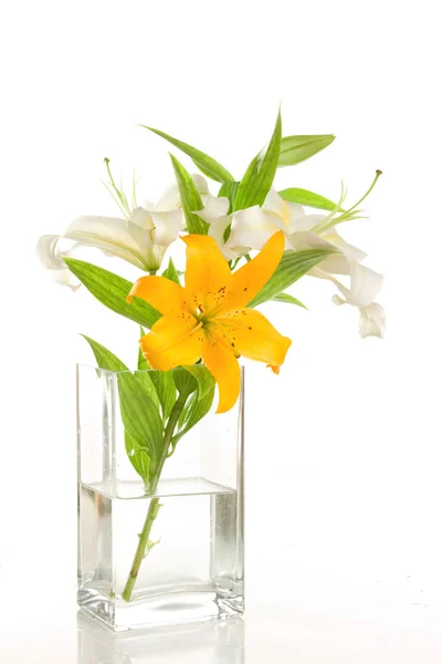 White lilies — Stock Photo, Image