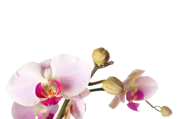 Orchidee — Stockfoto