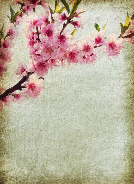 Peach blossom — Stock Photo, Image