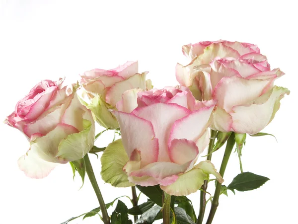 Ein Strauß rosa Rosen — Stockfoto