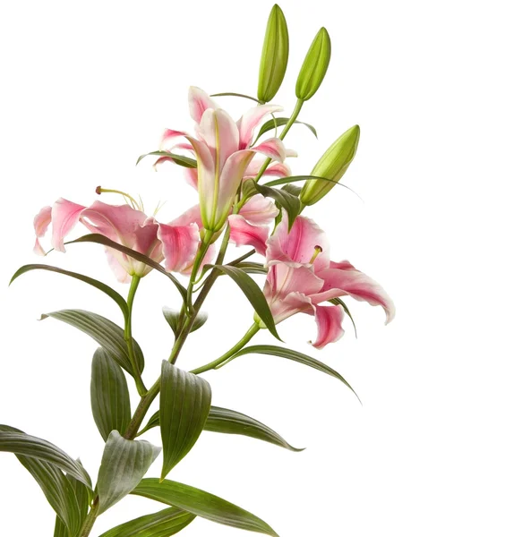 Pink lilies — Stock Photo, Image