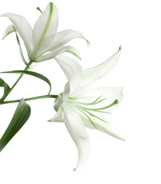 White lily — Stock Photo, Image