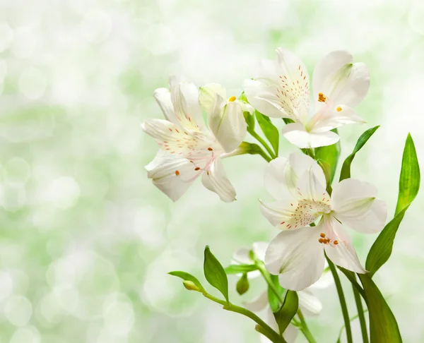 Alstroemeria bloemen — Stockfoto