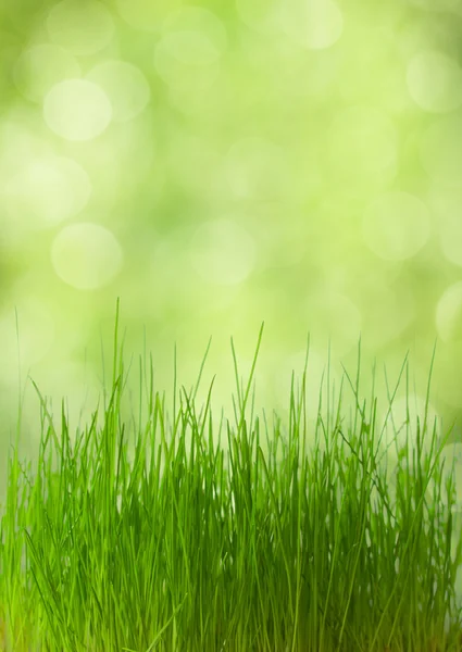 Verse lente gras — Stockfoto