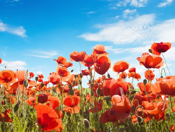 Red poppy flowers — Stock Photo, Image