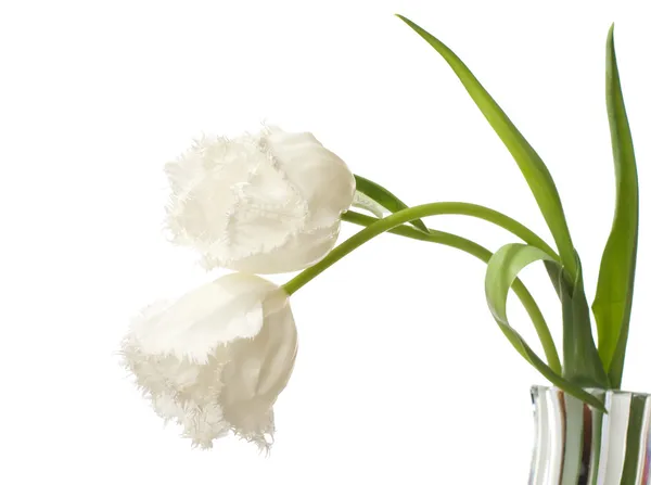 White tulips — Stock Photo, Image