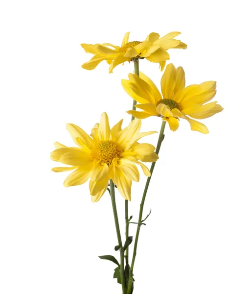 Flores de margarita —  Fotos de Stock