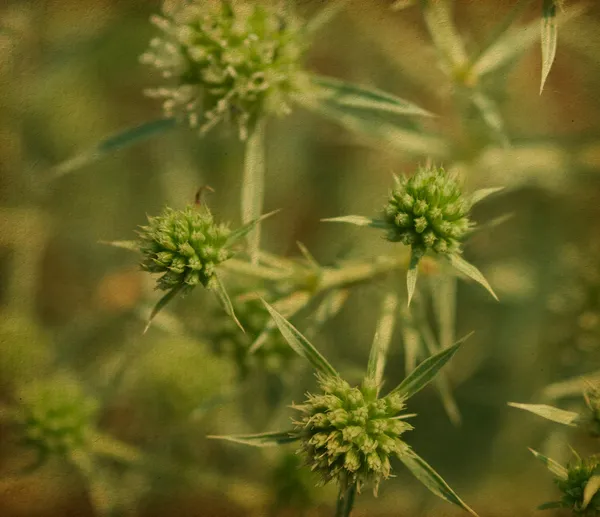 Blommig bakgrund. — Stockfoto