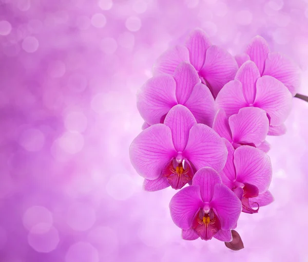 Orchidea rosa — Foto Stock