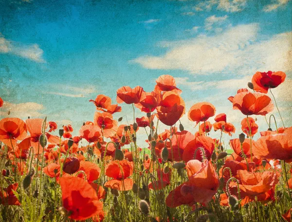 Field of poppies — Stock Photo, Image