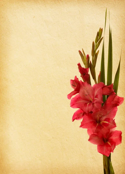 Papel vintage con gladiolo rosado — Stock fotografie