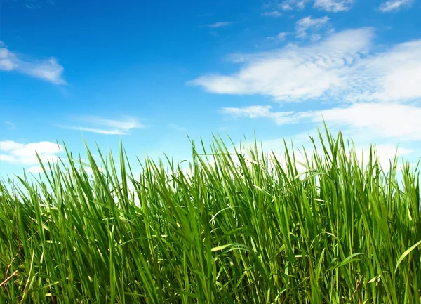 Grünes Gras — Stockfoto