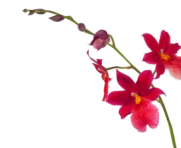 Rød orkideen – stockfoto
