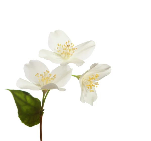 Jasmine Blossom — Stockfoto