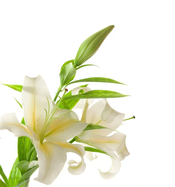 Weiße Lilien — Stockfoto