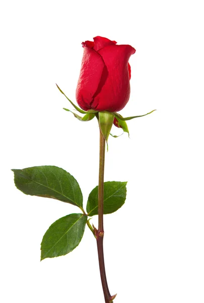 Dark red rose — Stock Photo, Image