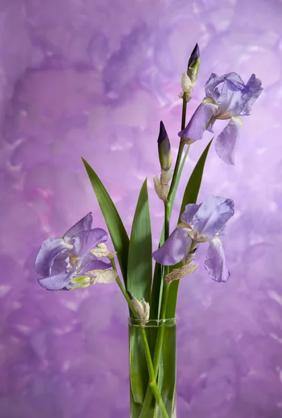 Bouquet di iris viola primaverile — Foto Stock
