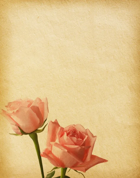 Vecchie texture di carta con rose — Foto Stock