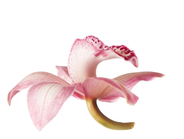 Rózsaszín orchideavirág — Stock Fotó