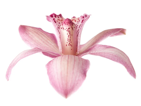 Pink orkidé blomma — Stockfoto