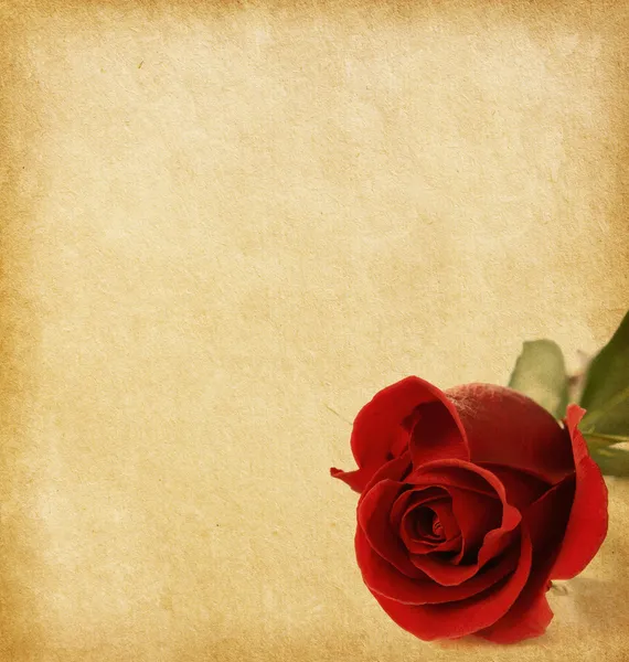 Old paper texture with red rose — Stock Photo, Image