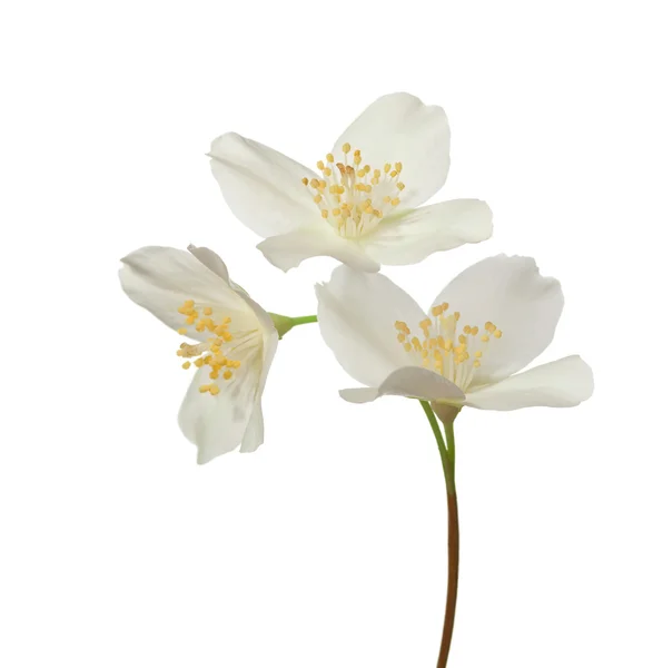 Jasmine Blossom — Stockfoto