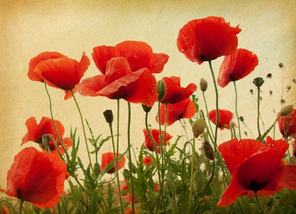 Field of poppies — Stock Photo, Image