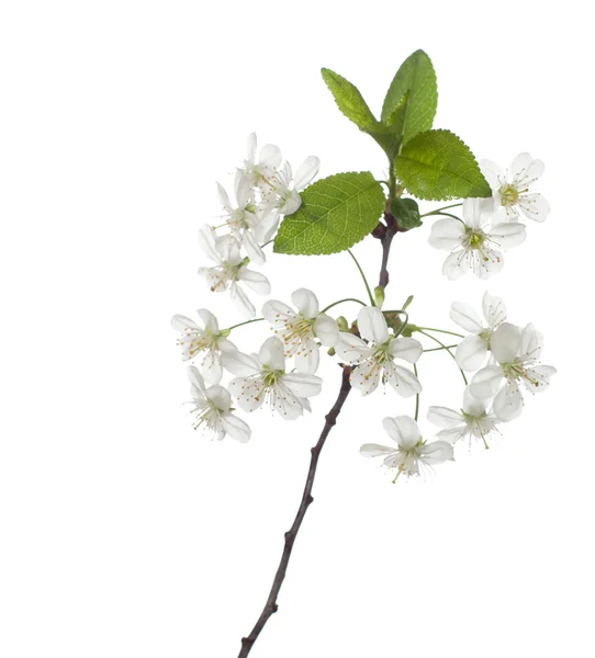 Cherry in blossom — Stock Photo, Image