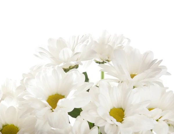 Chrysanthemen — Stockfoto