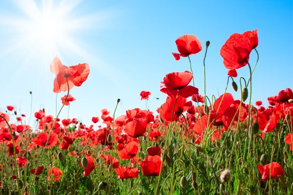 Red poppy flowers — Stock Photo, Image