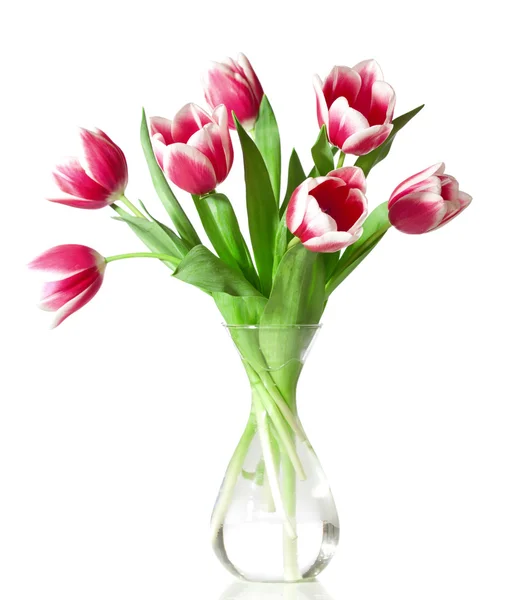 Рожеві та білі тюльпани — стокове фото