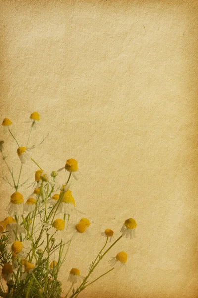 Bloemen achtergrond — Stockfoto