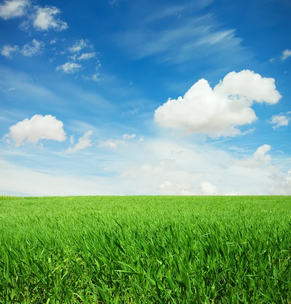 Green grass — Stock Photo, Image