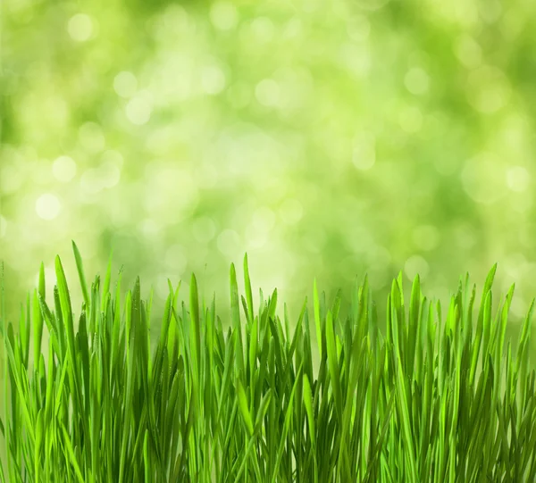 Groen gras — Stockfoto