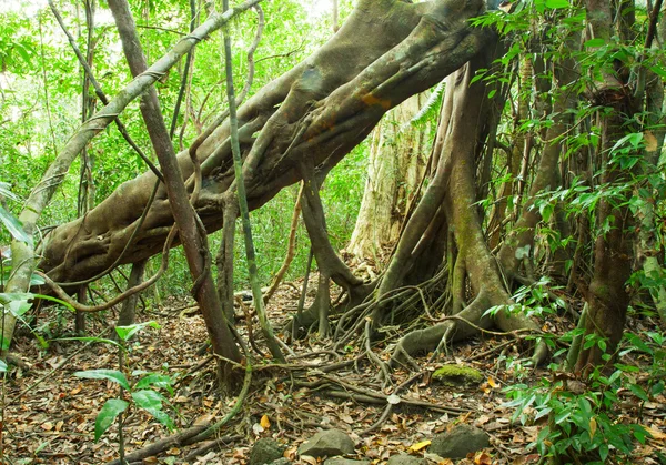 Hutan di Taman Nasional Nam Cat Tien — Stok Foto