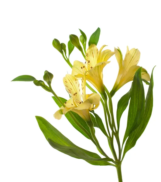 Alstroemeria flores — Foto de Stock