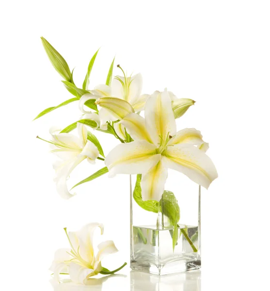 White lilies — Stock Photo, Image