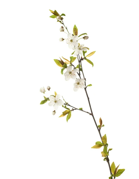 Cherry in blossom — Stock Photo, Image