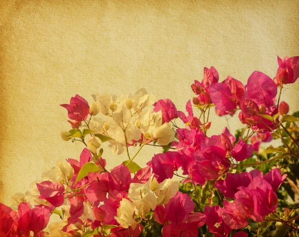 Oud papier met bush van bougainvillea bloemen — Stockfoto