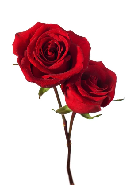 Two red roses — Stock Photo, Image