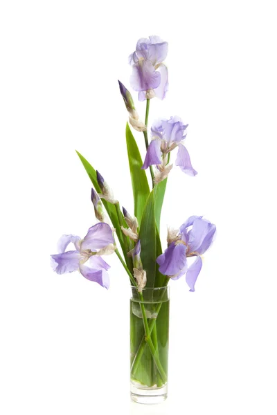 Buquê de Iris roxo primavera — Fotografia de Stock