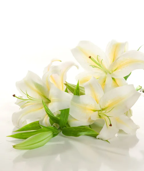Białe lilie kilka — Zdjęcie stockowe