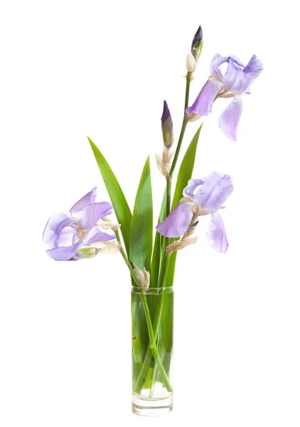 Bouquet di iridi viola primavera — Foto Stock