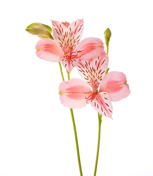 Två blommor alstroemeria — Stockfoto