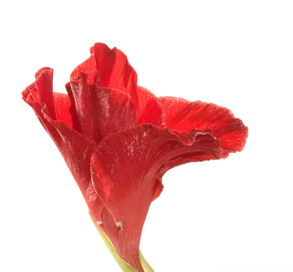 Gladíolo vermelho — Fotografia de Stock